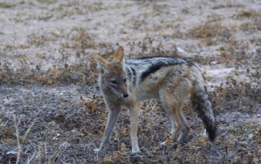 Vahşi doğada vahşi bir kurt.