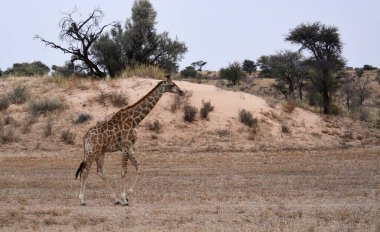 Afrika savanındaki zürafa