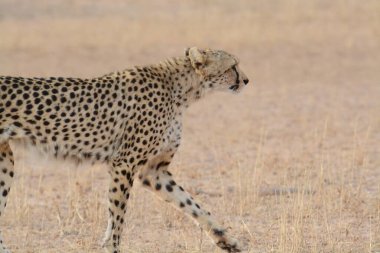 cheetah in the savannah, africa