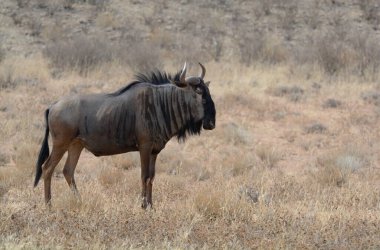 Afrika bozkırlarında vahşi antilop, Kenya