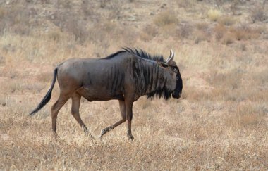 Kışın Utah çölde vahşi atlar