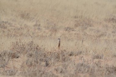 Tarladaki bir kuşun yakın çekimi.