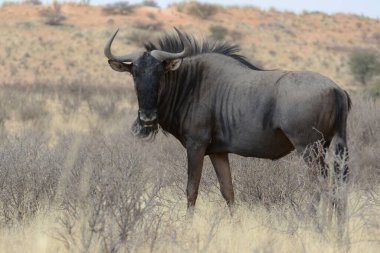 Kenya bozkırında siyah bir boğa