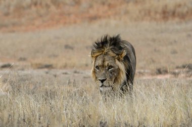 Kenya savanındaki aslan