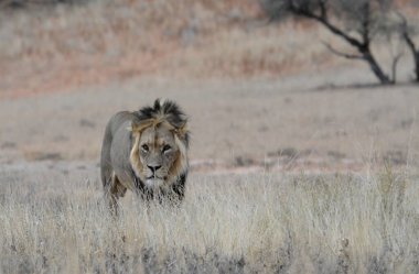 Aslan savanada yürüyor.