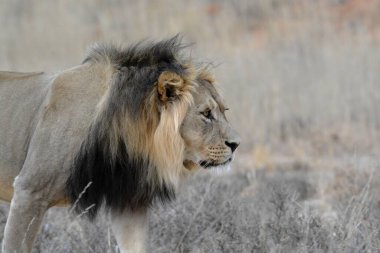 Afrika 'nın bozkırındaki aslan