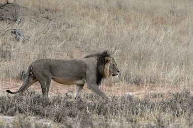 Kenya savanındaki aslan