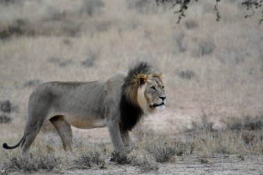 Aslan erkek, Kruger National Park, Güney Afrika