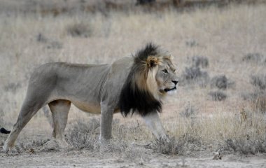 Kenya savanındaki Afrika aslanı.