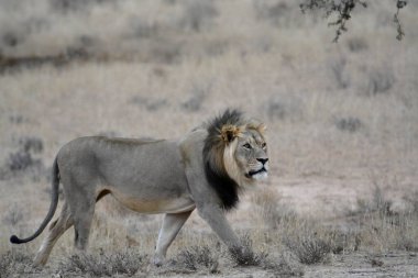 Erkek aslan, Kruger National Park, Güney Afrika