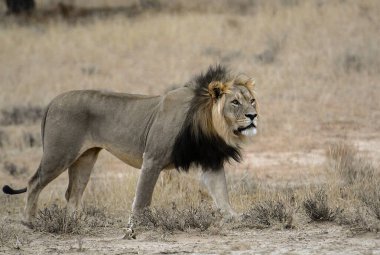 Afrika 'nın bozkırındaki aslan