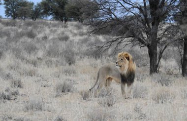 Afrika aslanı Kruger Ulusal Parkı, Güney Afrika