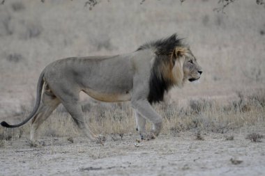 Etoşa Ulusal Parkı 'ndaki aslan, bia, namibia, afrika