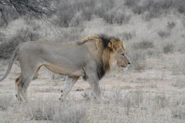 Savannah Kenya aslan