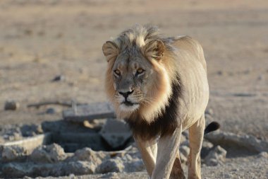 Afrika çölündeki aslan.