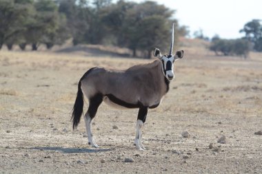 Çölde bir erkek ve erkek ceylan.