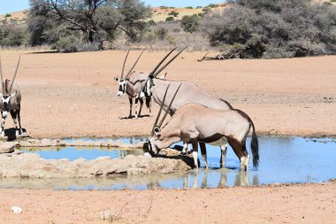 Kenya bozkırında bir grup hayvan.