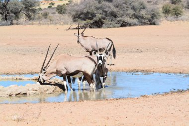 Sudaki inek sürüsü.