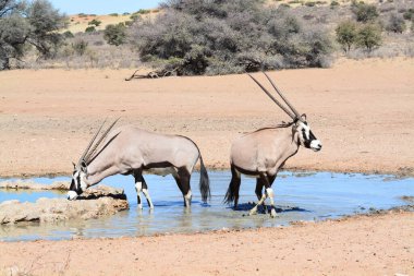 Etoşa Ulusal Parkı 'nda güzel bir su birikintisi ve beyaz bir zebra.