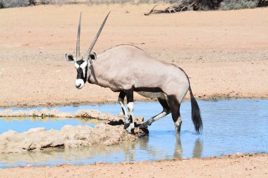 Savanadaki Afrika antilobu.