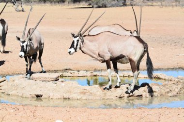 Afrika zebra sürüsü su birikintisinde.