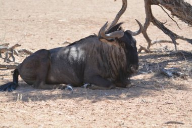 Çölde siyah bir bufalo