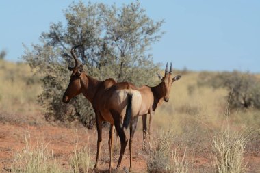 Boynuzlu güzel Afrikalı at.