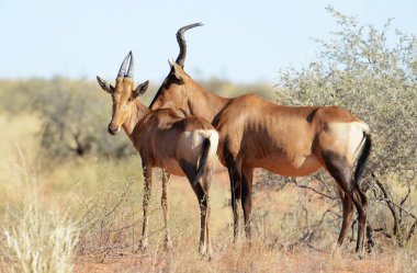 Afrika ceylanı vahşi doğada
