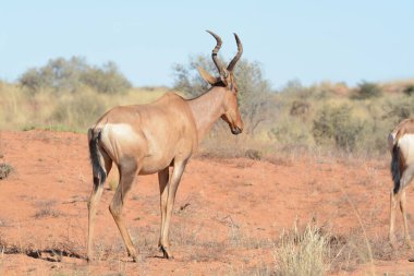 a group of antelope animals in the desert