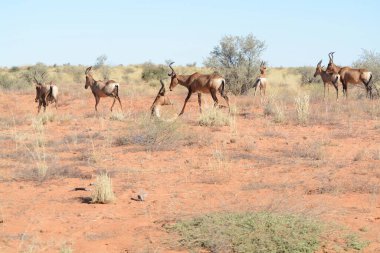 Çölde bir grup vahşi at.
