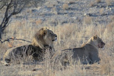 Erkek aslanlar (panthera leo, Güney Afrika erkek) Güney Afrika 'da savanda, Kruger Ulusal Parkı, Güney Afrika, Güney Afrika