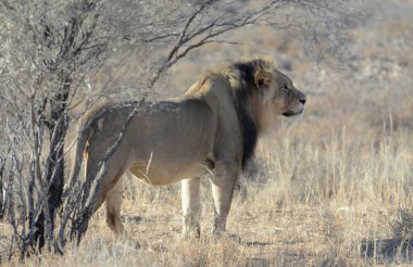Etoşa Ulusal Parkı, Namibya 'da Afrika aslanı