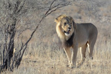 Erkek aslan, Kruger National Park, Güney Afrika.
