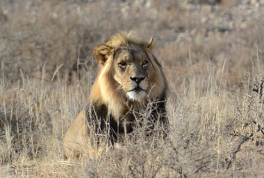 Afrika savanasındaki aslan.