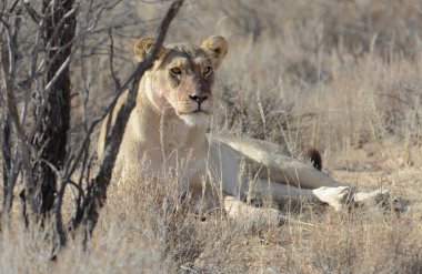 Kenya savanındaki aslan