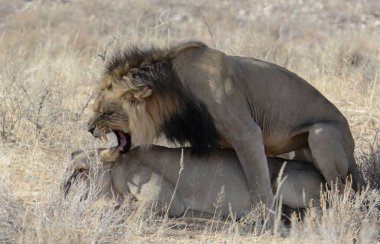 Kenya 'daki savanda aslanlar