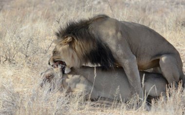 Erkek aslan, Kruger National Park, Güney Afrika