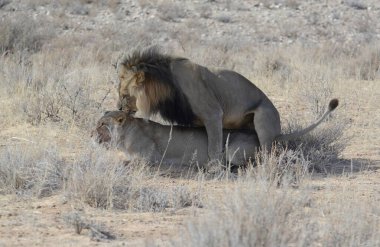 Çöldeki aslan ve aslan