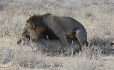 Erkek aslan Etoşa Milli Parkı 'nda dinleniyor.