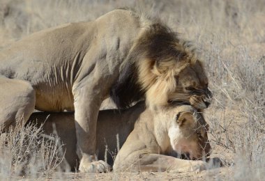 Kenya savanındaki aslan