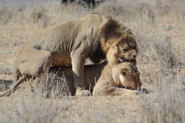 Çöldeki aslan ve yavru aslanlar.