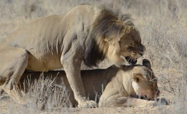 Aslan yavrusu ve anne çim