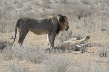 Genç beyaz bir aslan ve çölde genç bir kadın.