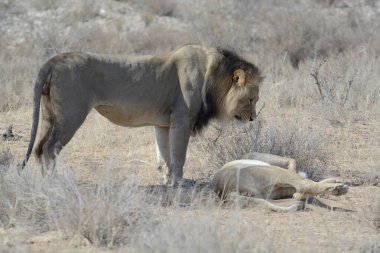 Aslan yavrusu ve erkek aslan Kruger Park, Güney Afrika 'da