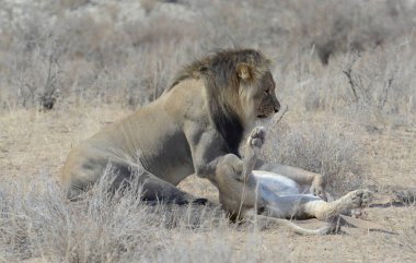 Aslan yerde dinleniyor.