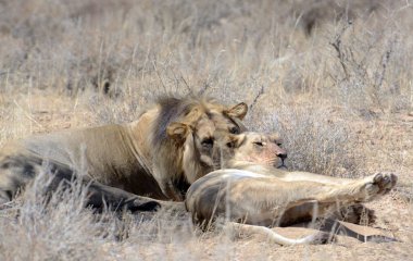 Afrika savanındaki aslanlar