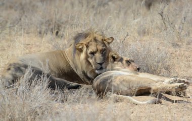 Kenya savanındaki aslan