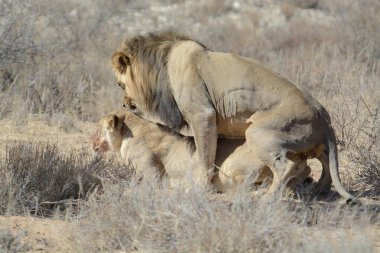Çölde bir erkek aslan.