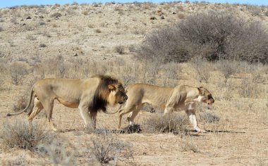 Etoşa Ulusal Parkı 'ndaki vahşi aslan.