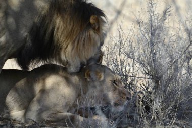 Güney Afrika 'daki Kruger Ulusal Parkı' nda aslan ve aslan.